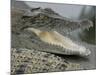 A Young Saltwater Crocodile-null-Mounted Photographic Print