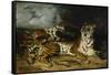 A Young Tiger Playing with Its Mother, 1830-Eugene Delacroix-Framed Stretched Canvas