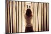 A Young Woman is Opening the Curtains at Sunrise-lolostock-Mounted Photographic Print