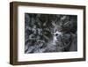 A Young Woman Trail Running in the North Cascades, Washington-Steven Gnam-Framed Photographic Print