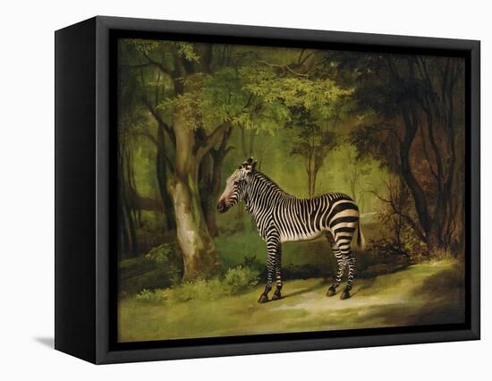 A Zebra, 1763-George Stubbs-Framed Stretched Canvas