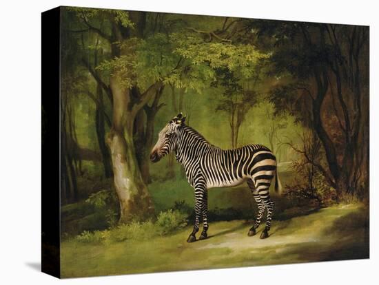 A Zebra, 1763-George Stubbs-Stretched Canvas