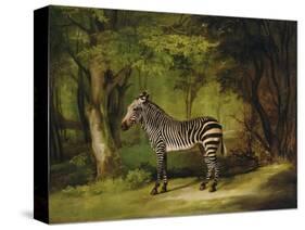 A Zebra, 1763-George Stubbs-Stretched Canvas