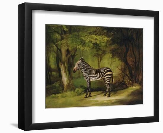A Zebra, 1763-George Stubbs-Framed Premium Giclee Print