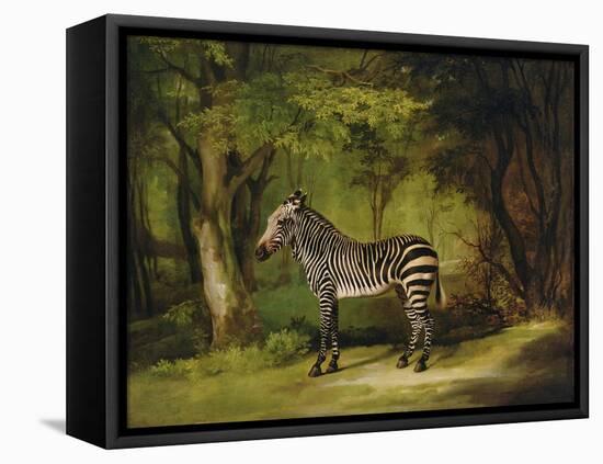 A Zebra, 1763-George Stubbs-Framed Stretched Canvas