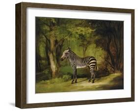 A Zebra, 1763-George Stubbs-Framed Giclee Print