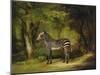 A Zebra, 1763-George Stubbs-Mounted Giclee Print