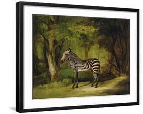 A Zebra, 1763-George Stubbs-Framed Giclee Print