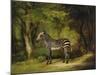 A Zebra, 1763-George Stubbs-Mounted Giclee Print