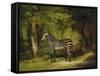 A Zebra, 1763-George Stubbs-Framed Stretched Canvas