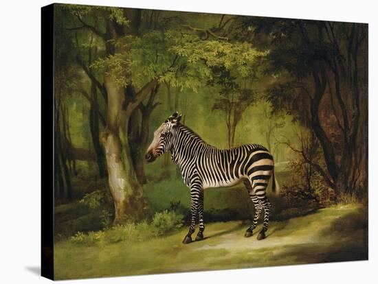 A Zebra, 1763-George Stubbs-Stretched Canvas