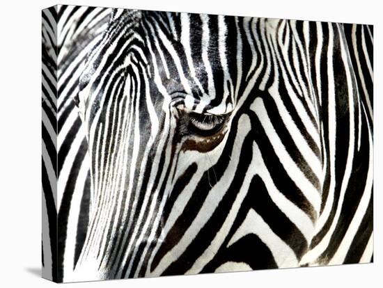 A Zebra at the Frankfurt Zoo-null-Stretched Canvas