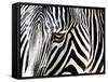 A Zebra at the Frankfurt Zoo-null-Framed Stretched Canvas