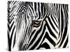 A Zebra at the Frankfurt Zoo-null-Stretched Canvas