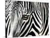 A Zebra at the Frankfurt Zoo-null-Stretched Canvas