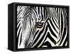 A Zebra at the Frankfurt Zoo-null-Framed Stretched Canvas