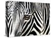 A Zebra at the Frankfurt Zoo-null-Stretched Canvas