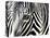 A Zebra at the Frankfurt Zoo-null-Stretched Canvas