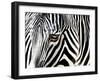 A Zebra at the Frankfurt Zoo-null-Framed Photographic Print