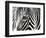 A Zebra at the Frankfurt Zoo-null-Framed Photographic Print