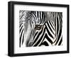 A Zebra at the Frankfurt Zoo-null-Framed Photographic Print