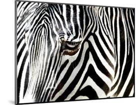 A Zebra at the Frankfurt Zoo-null-Mounted Photographic Print