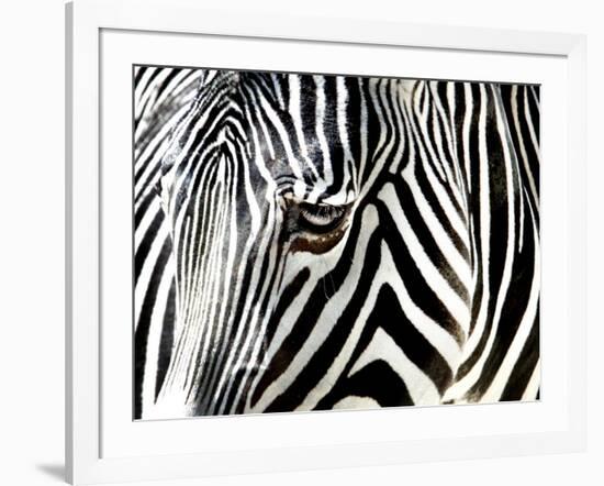 A Zebra at the Frankfurt Zoo-null-Framed Photographic Print