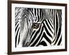 A Zebra at the Frankfurt Zoo-null-Framed Photographic Print