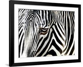 A Zebra at the Frankfurt Zoo-null-Framed Photographic Print