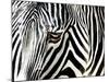 A Zebra at the Frankfurt Zoo-null-Mounted Photographic Print