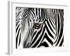 A Zebra at the Frankfurt Zoo-null-Framed Photographic Print