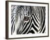 A Zebra at the Frankfurt Zoo-null-Framed Photographic Print