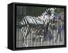 A Zebra on the Front Gate of the 75-Year-Old Zoo in Warsaw, Poland,June 24, 2003-Czarek Sokolowski-Framed Stretched Canvas