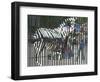 A Zebra on the Front Gate of the 75-Year-Old Zoo in Warsaw, Poland,June 24, 2003-Czarek Sokolowski-Framed Photographic Print