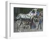 A Zebra on the Front Gate of the 75-Year-Old Zoo in Warsaw, Poland,June 24, 2003-Czarek Sokolowski-Framed Photographic Print