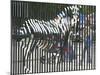 A Zebra on the Front Gate of the 75-Year-Old Zoo in Warsaw, Poland,June 24, 2003-Czarek Sokolowski-Mounted Photographic Print