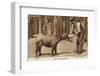 A Zookeeper Feeding a Young Rhinoceros-null-Framed Photographic Print