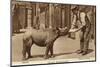 A Zookeeper Feeding a Young Rhinoceros-null-Mounted Photographic Print