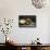 A Zuni Shalako Pottery Bowl, a San Ildefonso Circular Back Pottery Dish-null-Framed Stretched Canvas displayed on a wall