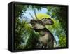 A Zuniceratops Wanders a Cretaceous Forest-Stocktrek Images-Framed Stretched Canvas