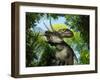 A Zuniceratops Wanders a Cretaceous Forest-Stocktrek Images-Framed Photographic Print