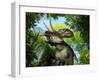 A Zuniceratops Wanders a Cretaceous Forest-Stocktrek Images-Framed Photographic Print