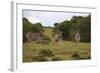 A21C1199Zebra - Burchells-Bob Langrish-Framed Giclee Print