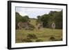 A21C1199Zebra - Burchells-Bob Langrish-Framed Giclee Print