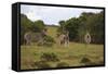 A21C1199Zebra - Burchells-Bob Langrish-Framed Stretched Canvas