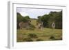 A21C1199Zebra - Burchells-Bob Langrish-Framed Giclee Print