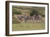 A21C1219Zebra - Burchells-Bob Langrish-Framed Giclee Print