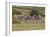 A21C1219Zebra - Burchells-Bob Langrish-Framed Giclee Print