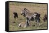 A21C1704Zebra - Burchells-Bob Langrish-Framed Stretched Canvas