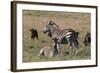 A21C1704Zebra - Burchells-Bob Langrish-Framed Giclee Print